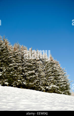 Una spolverata di neve su una fila di conifere in corrispondenza del bordo di una piantagione in un remoto scottish glen Foto Stock