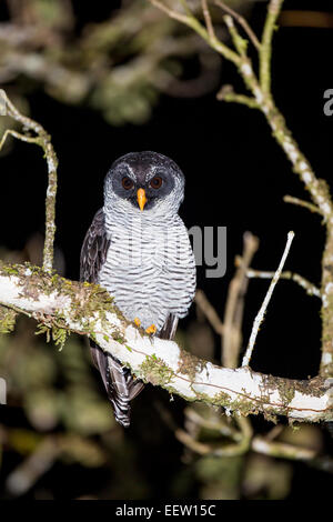 Bianco e nero Owl Strix nigrolineata arroccato nella struttura ad albero a Boca Tapada, Costa Rica, dicembre, 2013. Foto Stock