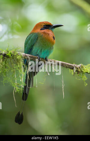 Ampia fatturati Motmot platyrhynchum elettroni arroccato su moss ramo coperti Foto Stock