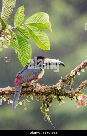 Aracari collare Pteroglossus torquatus appollaiato sul ramo di muschio a Boca Tapada, Costa Rica, Gennaio, 2014. Foto Stock