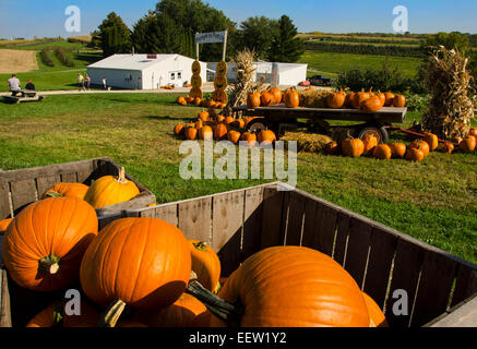 Zucche in vendita presso Shihata di Orchard e Apple vicino casa Prairie du Chien, Wisconsin Foto Stock