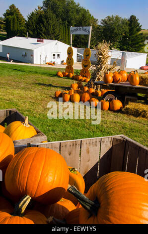 Zucche in vendita presso Shihata di Orchard e Apple vicino casa Prairie du Chien, Wisconsin Foto Stock