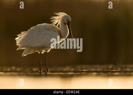 Immagine retroilluminata di Eurasian spatola Platalea leucorodia in piedi in acqua poco profonda con una luce che risplende attraverso il crest e piume Foto Stock