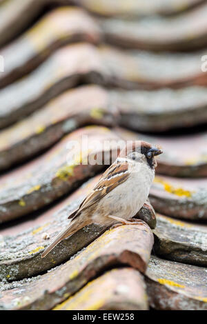 Eurasian passera mattugia Passer montanus portando il becco pieno di cibo e tornare a nido appollaiato sul tetto di tegole Foto Stock