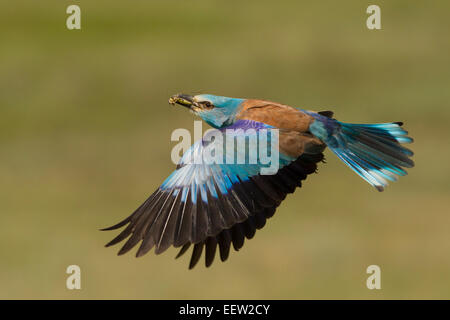 Rullo europea Coracias garrulus portando cibo torna a nido con ali battenti teso Foto Stock