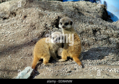 Una coppia di giovani meerkats - Suricata suricatta Foto Stock