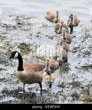 Branford CT USA-- una oca Canadese conduce i suoi gosling fuori dall'acqua al Parker parco vicino Branford Punto inizio mercoledì pomeriggio. Foto Stock