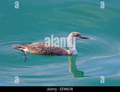 Red throated Loon Non piumaggio di allevamento Foto Stock