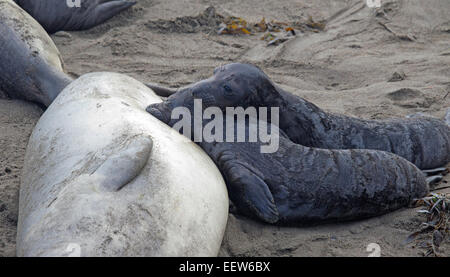 Due Elephant cuccioli di foca assistenza infermieristica Foto Stock