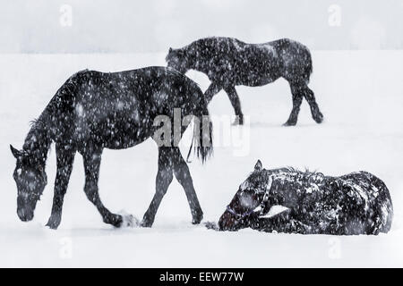 Amish cavalli da lavoro in una giornata nevosa off nella contea di Mecosta vicino Big Rapids e Stanwood, Michigan, Stati Uniti d'America Foto Stock