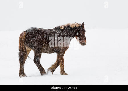 Amish cavallo da lavoro su un giorno nevoso off nella contea di Mecosta vicino Big Rapids e Stanwood, Michigan, Stati Uniti d'America Foto Stock