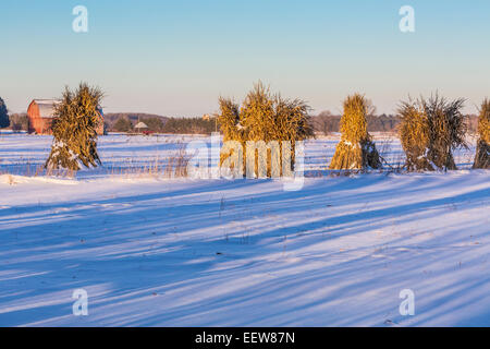 Lunghe ombre ad albero che cresce su campo di fattoria Amish con shock di mais, Mecosta County, Michigan, Stati Uniti d'America Foto Stock