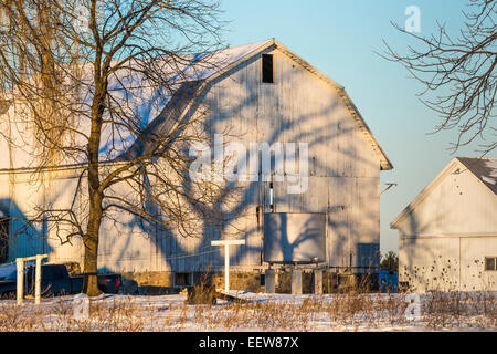 Ombre di albero attraversando un fienile Amish, Mecosta County vicino Stanwood e Big Rapids, Michigan, Stati Uniti d'America Foto Stock