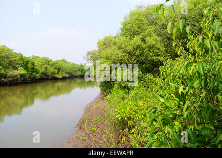 Mangrovie e le zone umide di Goa in India le foreste di mangrovie Foto Stock