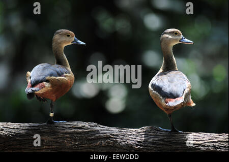 Singapore. Xxi gen, 2015. Una coppia di minore sibilo anatre poggiano su un ramo in 'Ali di Asia' Uccelliera a Singapore il Jurong Bird Park, Gennaio 21, 2015. Il Jurong Bird Park, Singapore" s prima Wildlife Park e in Asia il più grande parco di uccelli, ha aperto il suo nuovo 'Ali di Asia' Uccelliera Mercoledì, che ospita una collezione di oltre 500 uccelli in rappresentanza di 135 specie. © poi Chih Wey/Xinhua/Alamy Live News Foto Stock