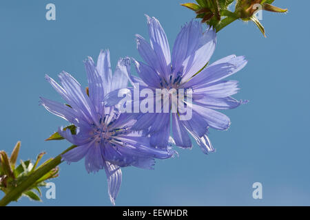 Cicoria, daisy blu, blu tarassaco, coffeeweed, horseweed, cicorie, wild scarola, Wegwarte, Zichorie, Cichorium intybus Foto Stock