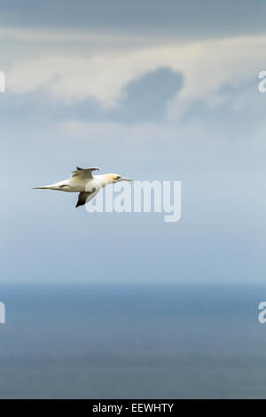 Unico Northern Gannet Morus bassanus battenti contro il mare e Sfondo nuvola, Bempton Cliffs, East Yorkshire, Giugno 2012. Foto Stock