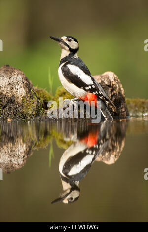 Picchio rosso maggiore Dendrocopus major seduto sul lato del laghetto con la riflessione Foto Stock