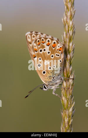 Chalkhill blu coridon Polyommatus butterfly sono ' appollaiati sul lato della testa di erba Foto Stock