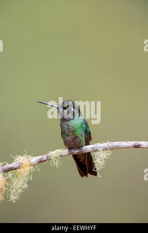 Magnifica Hummingbird Eugenes fulgens appollaiato sul ramo a San Gerardo De Dota, Costa Rica, marzo 2014. Foto Stock