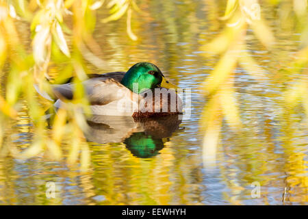 Drake Mallard Anas platyrhynchos appoggiandosi sotto autunno Willow Tree, Slimbridge, Gloucestershire, ottobre 2010. Foto Stock