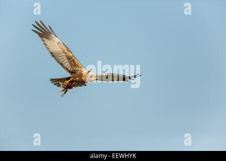 Maschio di Falco di palude Circus aeruginosus battenti contro il cielo blu con coniglio preda in artigli Foto Stock