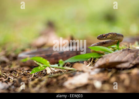 Northern Cat-eyed Snake Leptodeira septentrionalis tra figliata di foglia vicino Boca Tapada, Costa Rica, febbraio 2014. Foto Stock