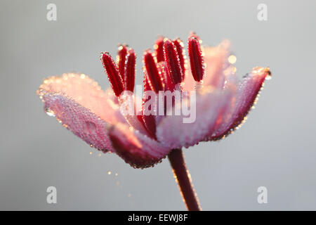 Giunco fiorito (Butomus umbellatus), singolo fiore, Riserva della Biosfera dell'Elba centrale, Sassonia-Anhalt, Germania Foto Stock