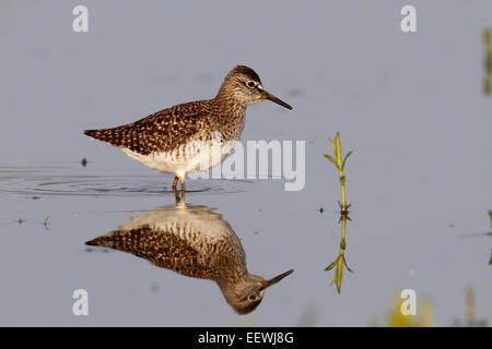 Wood Sandpiper (Tringa glareola), in piedi in acqua e foraggio, Riserva della Biosfera dell'Elba centrale, Sassonia-Anhalt, Germania Foto Stock