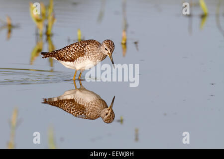 Wood Sandpiper (Tringa glareola), in piedi in acqua e foraggio, Riserva della Biosfera dell'Elba centrale, Sassonia-Anhalt, Germania Foto Stock