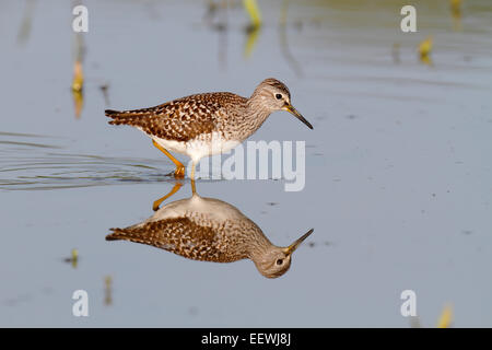 Wood Sandpiper (Tringa glareola), in piedi in acqua e foraggio, Riserva della Biosfera dell'Elba centrale, Sassonia-Anhalt, Germania Foto Stock