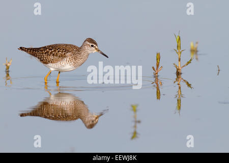 Wood Sandpiper (Tringa glareola), in piedi in acqua e foraggio, Riserva della Biosfera dell'Elba centrale, Sassonia-Anhalt, Germania Foto Stock