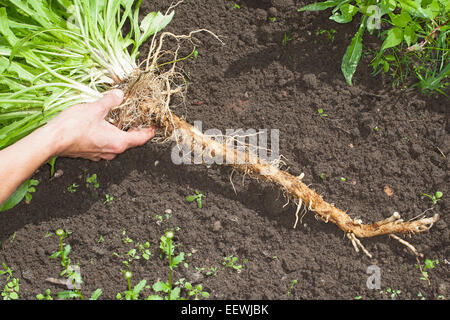 Le cicorie di Bruxelles, coffeeweed, cicorie, wild scarola, radice, portinnesto, Taproot, Wegwarte, Zichorie, Wurzel, Pfahlwurzel, Cichorium intybus Foto Stock