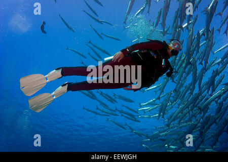 Nuoto subacqueo con una scuola di Blackfin Barracuda (Sphyraena qenie), Palau Foto Stock