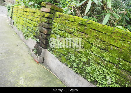 Coperte di muschio e parete di mattoni in Ubud, Bali. Foto Stock