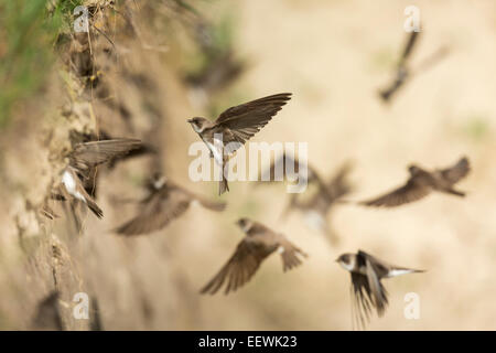 Sand Martin Riparia Riparia battenti di nidificare i fori nel banco di sabbia Foto Stock