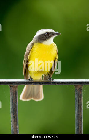 Sociale Myiozetetes Flycatcher similis appollaiato sulle ringhiere presso La Fortuna, Arenal, Costa Rica, febbraio 2014. Foto Stock