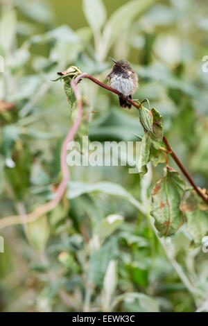 Vulcano maschio Hummingbird Selasphorus flammula appollaiato sul ramo a San Gerardo De Dota, Costa Rica, marzo 2014. Foto Stock