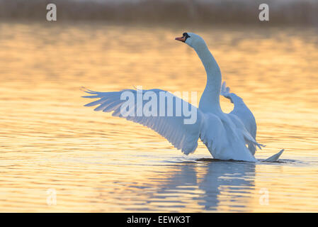 Swan nella luce del mattino Foto Stock