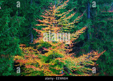 Autunno nel parco nazionale della Foresta Bavarese, Bayerischer Wald, Baviera, Germania Foto Stock