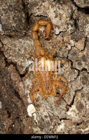 La famiglia Buthidae Scorpion su un tronco di albero a Phu Khieo Wildlife Sanctuary, Thailandia. Foto Stock