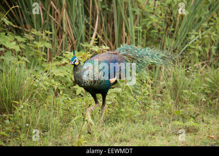 Il verde (peafowl Pavo muticus) (dal latino Pavo, peafowl; muticus, Mute, attraccata o abbreviate)è un grande "galliforme" uccello che è Foto Stock