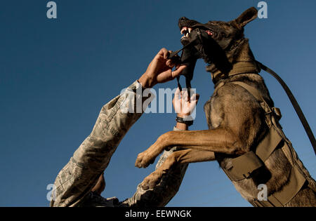 US Air Force Staff Sgt. Mark Devine si appresta a rilasciare JJany durante un aggressione controllata esercitazione a base comune San Antonio-Lackland Ottobre 31, 2014 in San Antonio, Texas. Foto Stock