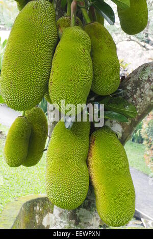 Jackfruit sospesi dal loro albero in un giardino in Ubud, Bali. Foto Stock