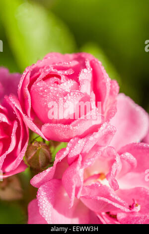La rugiada su rosa rosa in miniatura fiore Foto Stock