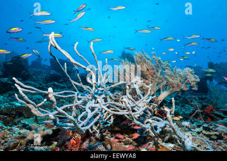 Giallo-dash Fusiliers sulla barriera corallina, Pterocaesio randalli, Tanimbar, ISOLE MOLUCCHE, INDONESIA Foto Stock