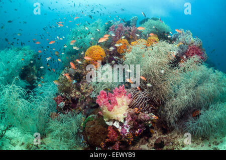Reef colorato di nero coralli, Antipathes dichotoma, Triton Bay, Papua occidentale, in Indonesia Foto Stock
