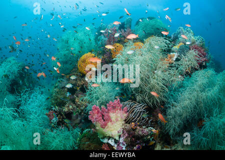 Reef colorato di nero coralli, Antipathes dichotoma, Triton Bay, Papua occidentale, in Indonesia Foto Stock