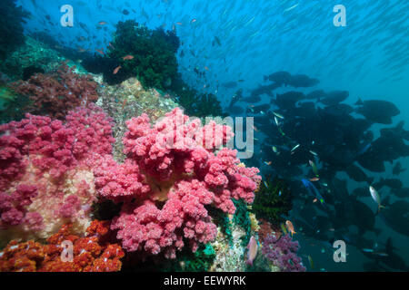 Il reef di coralli molli, Dendronephthya sp., Triton Bay, Papua occidentale, in Indonesia Foto Stock