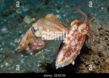 Di Corteggiamento di seppie, Seppia sp., AMBON, ISOLE MOLUCCHE, INDONESIA Foto Stock